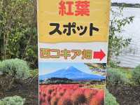 ทุ่งดอกโคเคีย Oishi Park