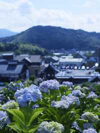 名古屋愛知縣：紫陽花之里