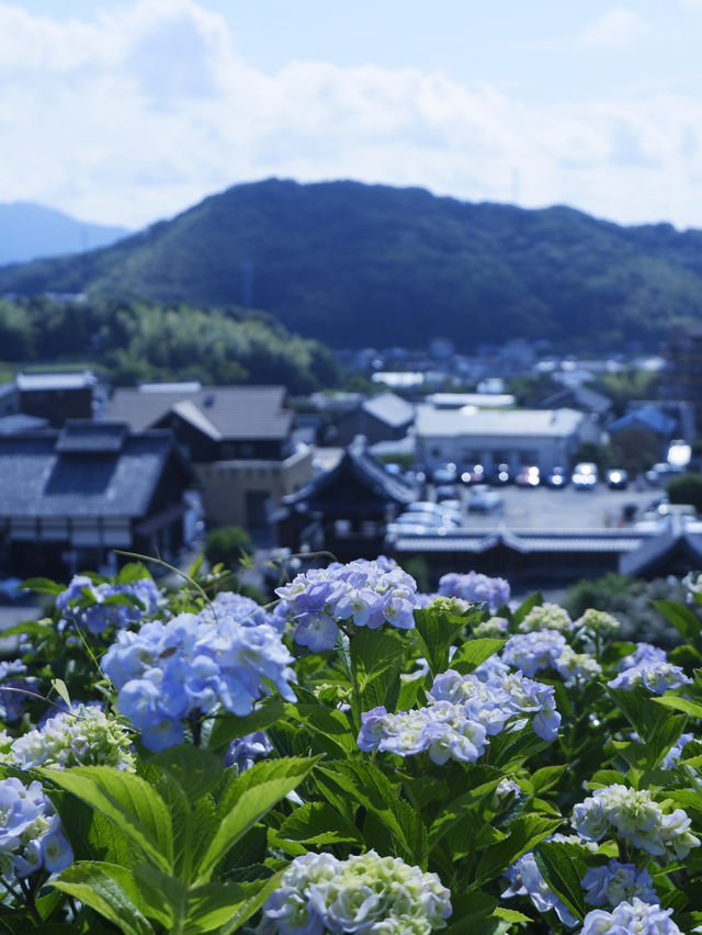 名古屋愛知縣：紫陽花之里