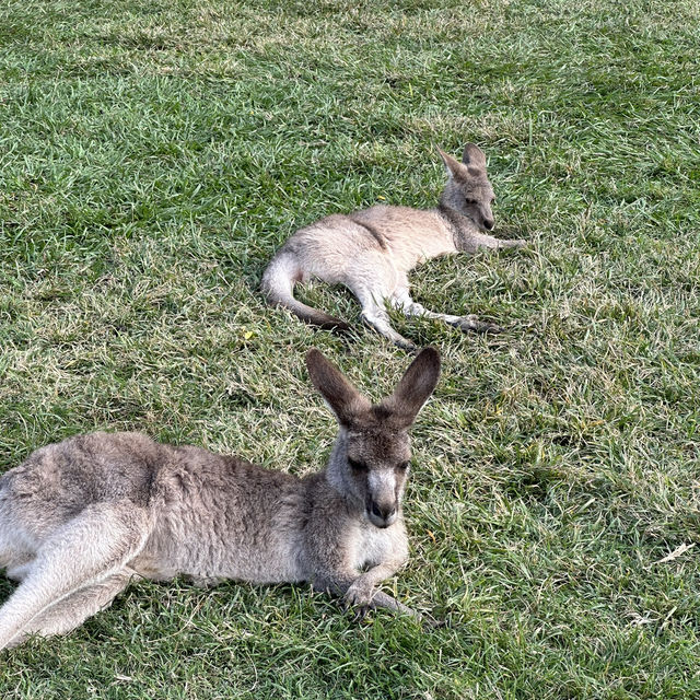 BRISBANE可以直接上手摸袋鼠的動物園🦘!!!