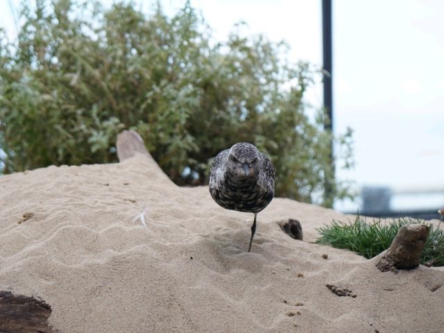 Monterey Bay Aquarium สหรัฐอเมริกา