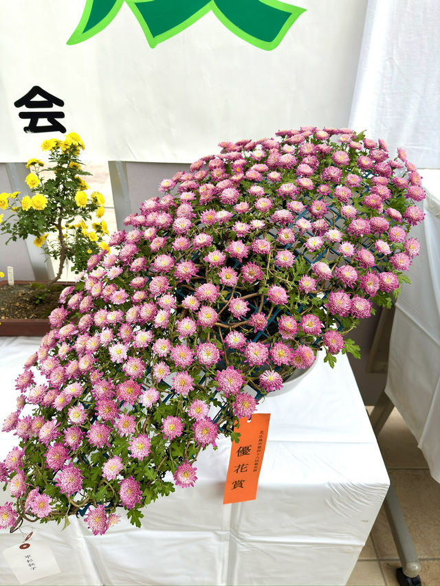北海道　北海道観光　北広島市菊花展が素晴らしかった！