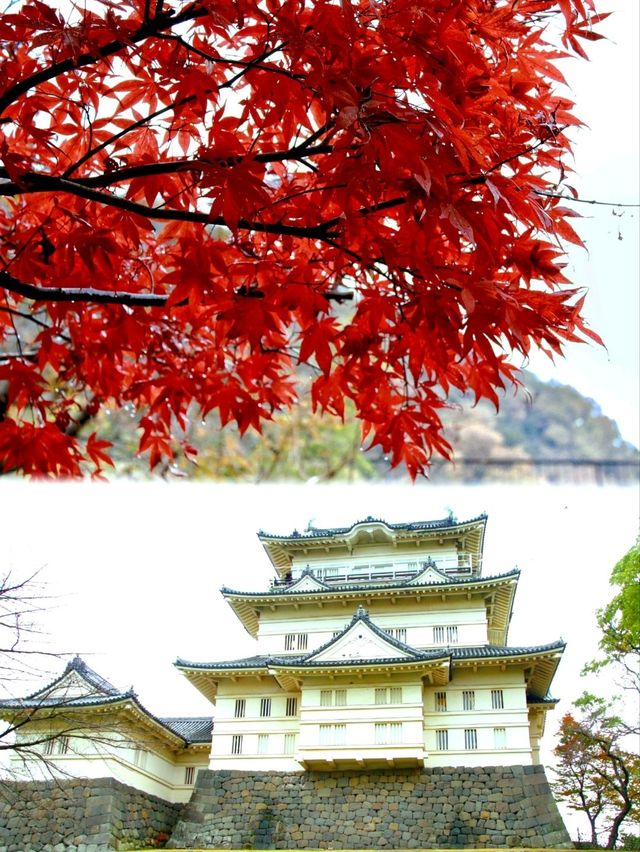 東京箱根🍁紅葉之旅🍁2天之行