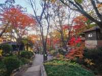 The magnificient autumn foliage at Gilsangsa