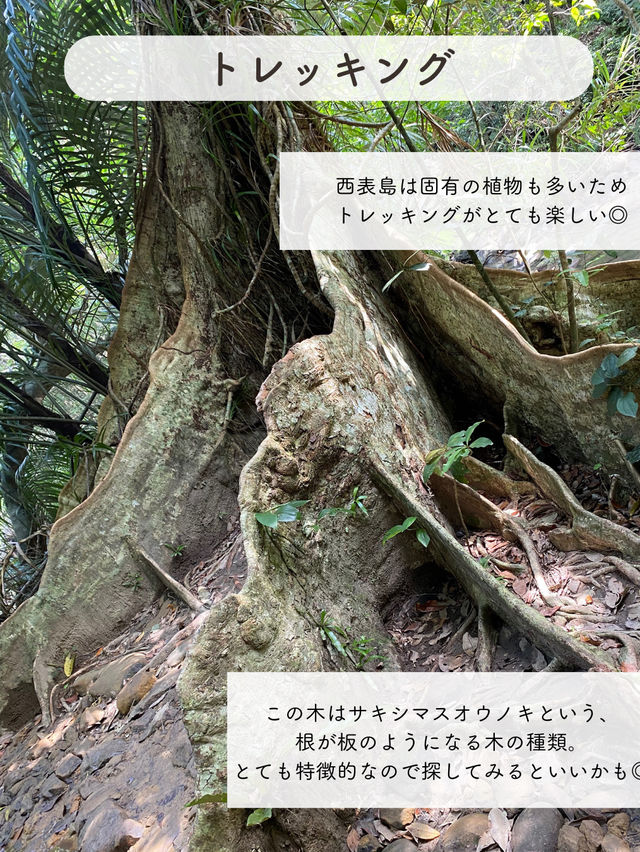 【西表島】楽しいアクティビティを紹介✨