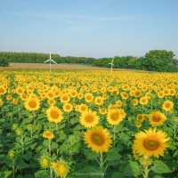 นครสวรรค์ก็มีทุ่งดอกทานตะวันน๊า!! 🌻🌻