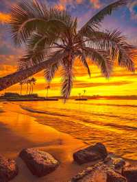 Aloha Palm Lovers: Hawaii Is Calling (And The Palms Are Waiting)