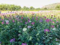Jim Thompson Farm