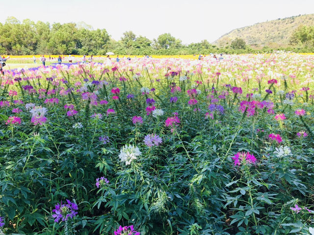 Jim Thompson Farm