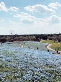 【茨城　国営ひたち海浜公園】