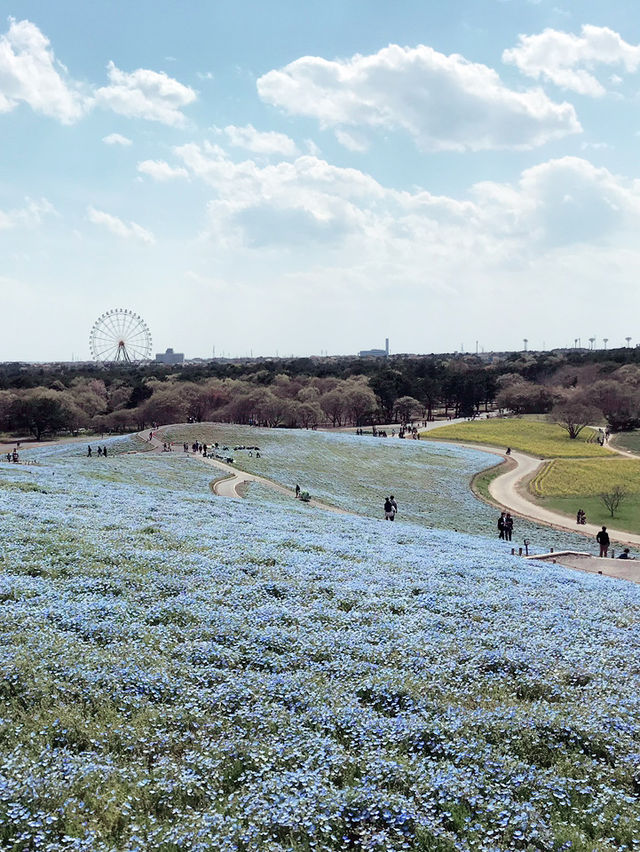 【茨城　国営ひたち海浜公園】