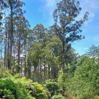 Dandenong Ranges National Park