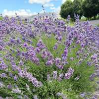 Wanaka Lavender Farm's Tranquil Charm