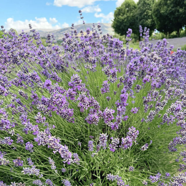 Wanaka Lavender Farm's Tranquil Charm