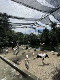 Camel family in Malaysia