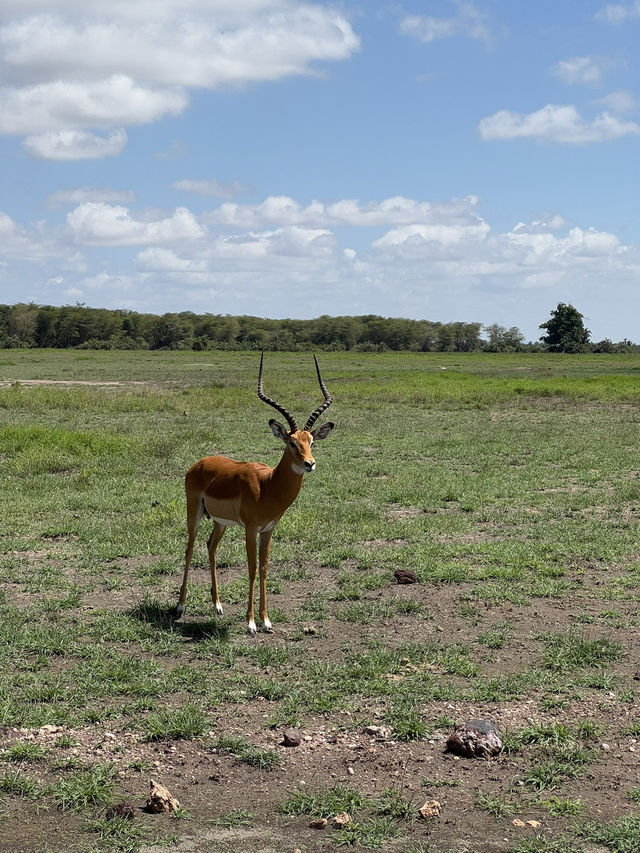 Safari trip at Amboseli National Park 🇰🇪