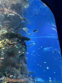 🇸🇬 S.E.A. Aquarium 🫧🪼🐠