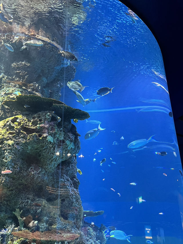 🇸🇬 S.E.A. Aquarium 🫧🪼🐠