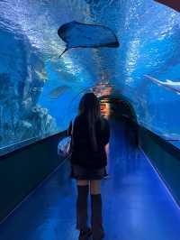 🇰🇷 Coex Aquarium, Seoul 🪼🐠🫧