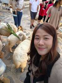 คาเฟ่ BU-CO-LIC เขาใหญ่