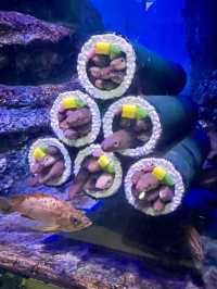 [愛知]旬スポット🐠冬の風物詩こたつに座って水槽を眺められる水族館