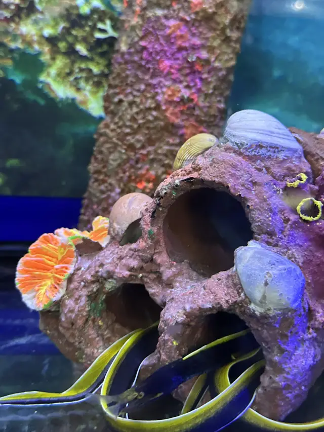 🌊 Dive into an Unforgettable Adventure at Aquaria KLCC! 🦈