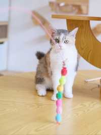 ถูกใจคนรักหมาแมว Zucca - The Pet Sanctuary & Cafe