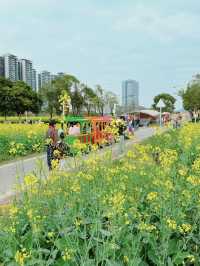 深圳｜歡樂田園的油菜花開花了🌼