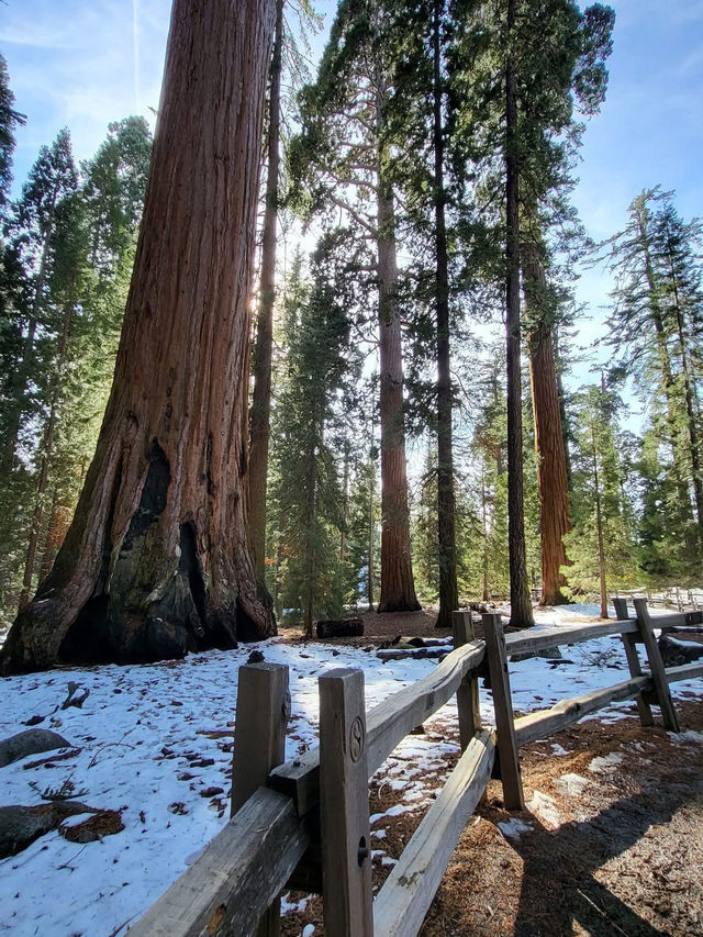 Kings Canyon is more than just a scenic destination
