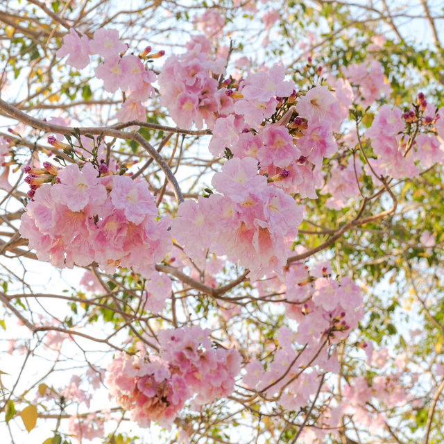 🌸ชมพูพันธุ์ทิพย์บานแล้วที่ #เกษตรกำแพงแสน