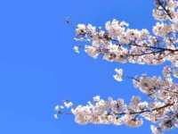 蔵屋敷の桜