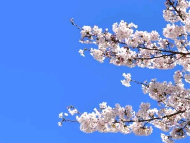 蔵屋敷の桜