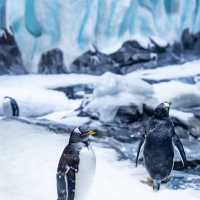☺️墨田水族館😍企鵝大觀 🐧🌊