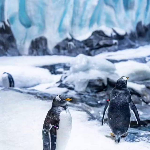 ☺️墨田水族館😍企鵝大觀 🐧🌊