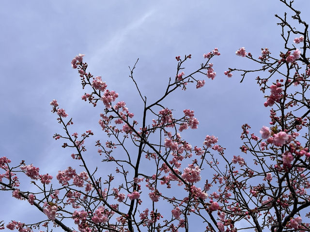 河津桜とオススメのどら焼き@静岡・河津🌸