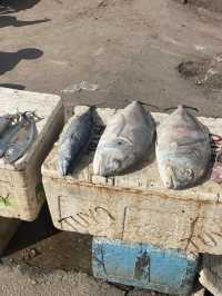 Tambolaka’s Fish Street: A Morning of Fresh Catch and Conversation 
