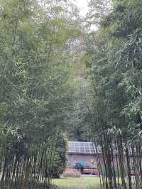 京都|京都賞櫻秘境府立植物園 130種櫻花交織春日美好