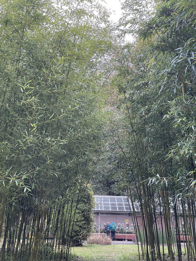 京都|京都賞櫻秘境府立植物園 130種櫻花交織春日美好