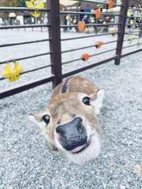 ～斑比山丘～ 可以近距離接觸可愛動物的農場