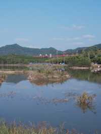 深圳虹橋公園：叢林中紅飄帶 