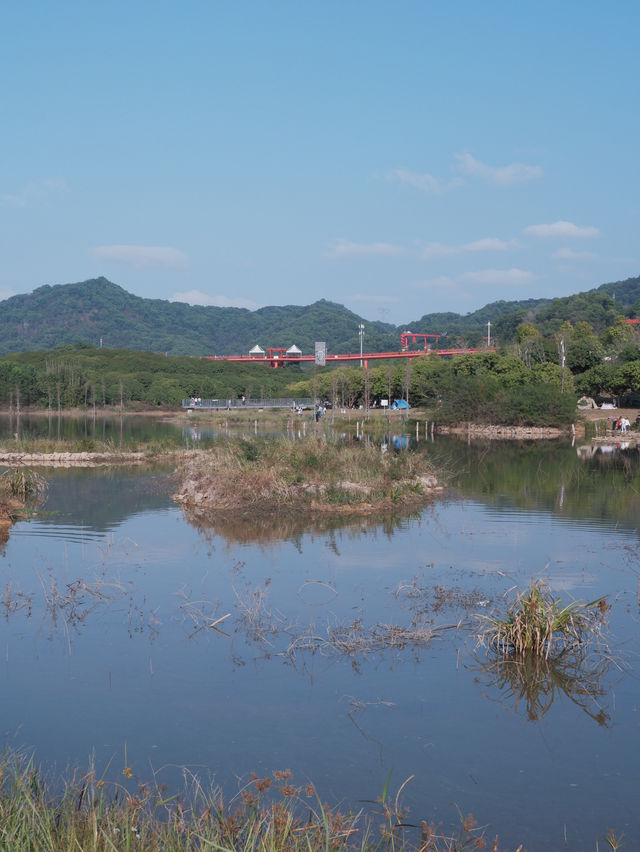 深圳虹橋公園：叢林中紅飄帶 