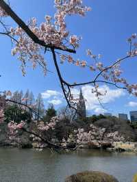 🌸 新宿御苑櫻花小心得！ 🌸