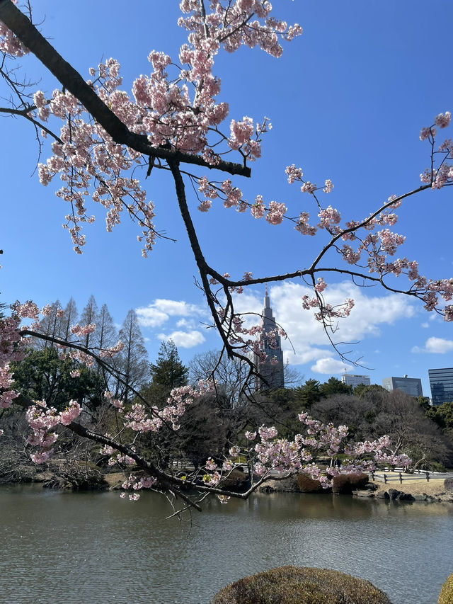 🌸 新宿御苑櫻花小心得！ 🌸