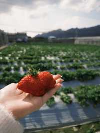 南投國姓鄉～來去採草莓！阿地草莓園🍓