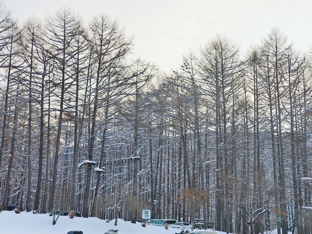 日本東北-宮城藏王狐狸村