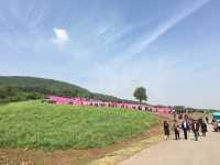 Lost in a Sea of Blossoms: Zhenjiang Shi