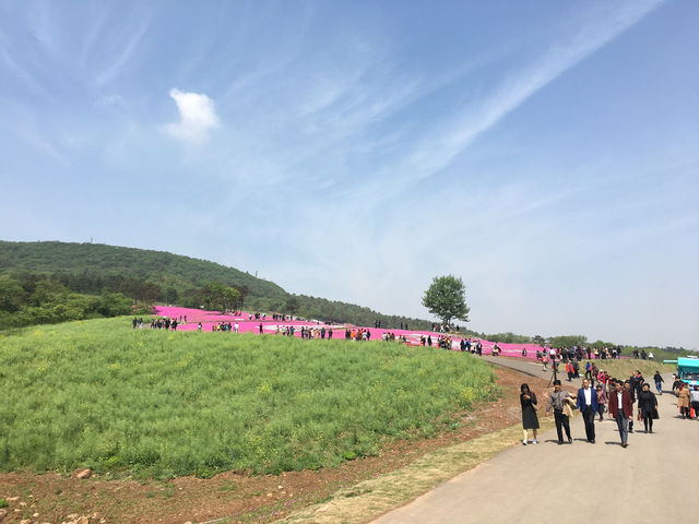 Lost in a Sea of Blossoms: Zhenjiang Shi