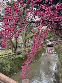 中壢莒光公園｜市區賞櫻花🌸的好地點｜寵物友善景點
