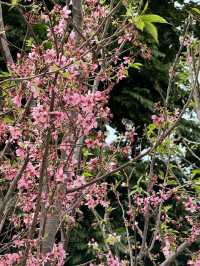 天水圍公園的櫻花盛宴 🌸