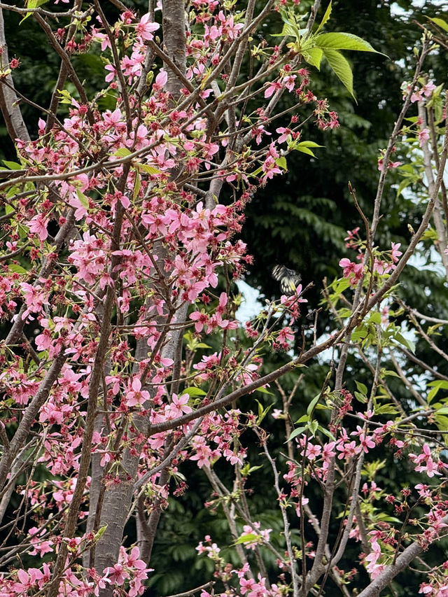 天水圍公園的櫻花盛宴 🌸